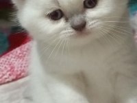 Safkan anne ve babanın yavruları kediler