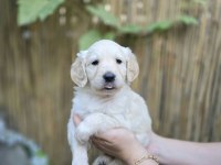 Bebek Surat Golden Retriever Erkek ve Dişi Yavrular