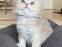 GOLDEN BRİTİSH LONGHAİR SÜPER FACE