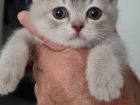 BEBEKLERİM YUVALARINI BEKLİYOR BRİTİSH VE BLUE POİNT