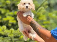 Maltipoo cinsi bebeklerimiz