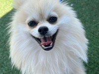 1 yaşında erkek pomeranian boo