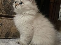 British Longhair pamuk gibi yavrumuz