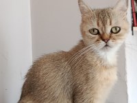 Turuncu british longhair ücretsiz