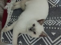 British blue eyes dişi ücretsiz