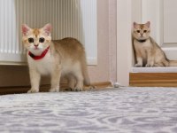 British Shorthair Ny11 Dişi ve Erkek Yavrular