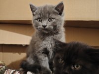 British Longhair Yavrular