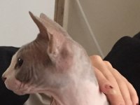 Sfenks kızımızı çiftleştirmek için eş arıyoruz acil