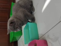 Scottish fold anne baba british