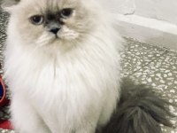 British Longhair Ücretsiz Sahiplendirme