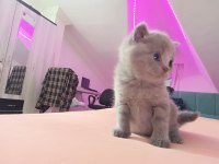 SAFKAN BRİTTİSH SCOTTİSH YAVRULAR