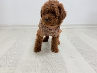 3 erkek ve 2 dişi safkan poodle yavrularımız