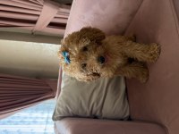 Sevimli dişi toy poodle