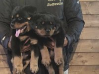 Rottweiler Safkan