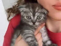 Scottish fold teslime hazır