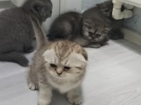 Yeni yuvası için hazır scottish fold