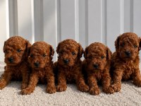 Ziyarete Açık Erkek Dişi Poodle Bebekler 