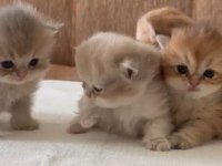 Sağlık Ve Irk Garantili British Shorthair