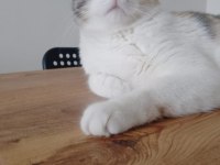 Kedimiz Limon tatlışımızı sahiplendiriyoruz