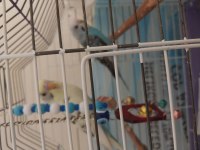 Konuşan Muhabbet Kuşu ve Çek Dişi Muhabbet Kuşu