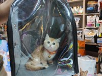 Son Kalan british shorthair golden blue
