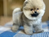 SEVİMLİ POMERANİAN BOO YAVRULARI