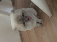 3.5 yaşında erkek scottish fold blue point