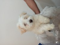 Maltese terirer