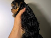 Bebek Yorkie Yavruları
