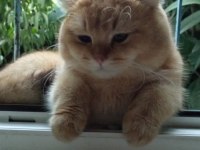Scottish fold 1.3 yaşında
