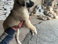 İri cüsseli kangal yavruları