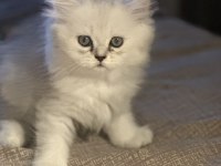 Minik british longhair prens
