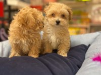 TÜY DÖKMEYEN Hİ̇POALERJENİ̇K SAFKAN TEACUP MALTİ̇POO