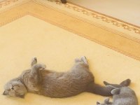 Minik Scottish Fold Prenses