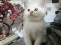 BRİTİSH SHORTHAİR GOLDEN NY1133