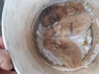 Safkan Hollanda dwarf rabist cüce tavşanlar