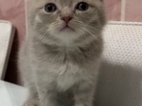Scottish fold yavruma yuva arıyorum