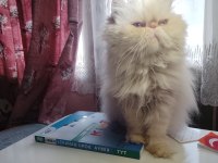 5 yaşında dişi safkan iran (persian) kedisi