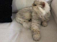 Chinchilla Dişi Kedimiz