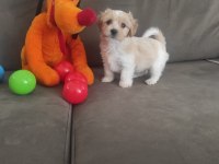 Maltese Terrier Sıfır Numara Oyuncu Ve Akıllı