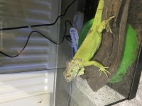 Evcil satılık çipli İguana
