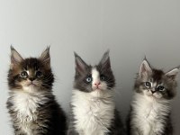 Sağlık Ve Irk Garantili Minik Maine Coon Devler