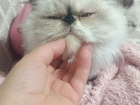 Yumos yumoş iran kedisi