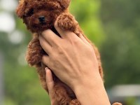 AŞILI ÇİŞ EĞİTMLİ TEACUP KORE BEBEKLER 