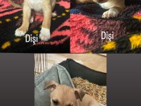 2 aylık pinscher