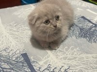 British shorthair blue point ve gri bebeklerimiz