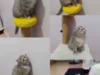 Scottish fold silver yavru dişi