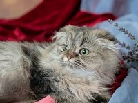 Scottish fold golden dişi