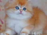 Oyuncak Bebek Golden British Longhair