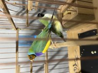 Golden finch gökkuşağı ispinozu çift